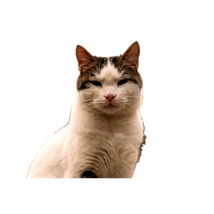 A Cute Cat Poses Outdoors With Vibrant Autumn Foliage And Urban Setting. 17827 - Cat PNG image with transparent background